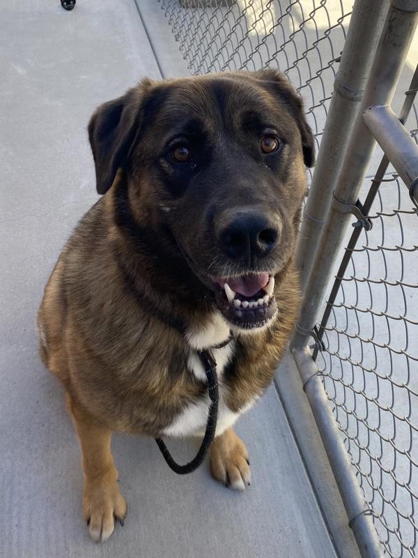 Enlarge Oden, a Adoptable mixed breed in Monterey, CA image 4/4