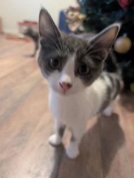 Cow, Adoptable, Young Female Domestic Short Hair & Russian Blue.