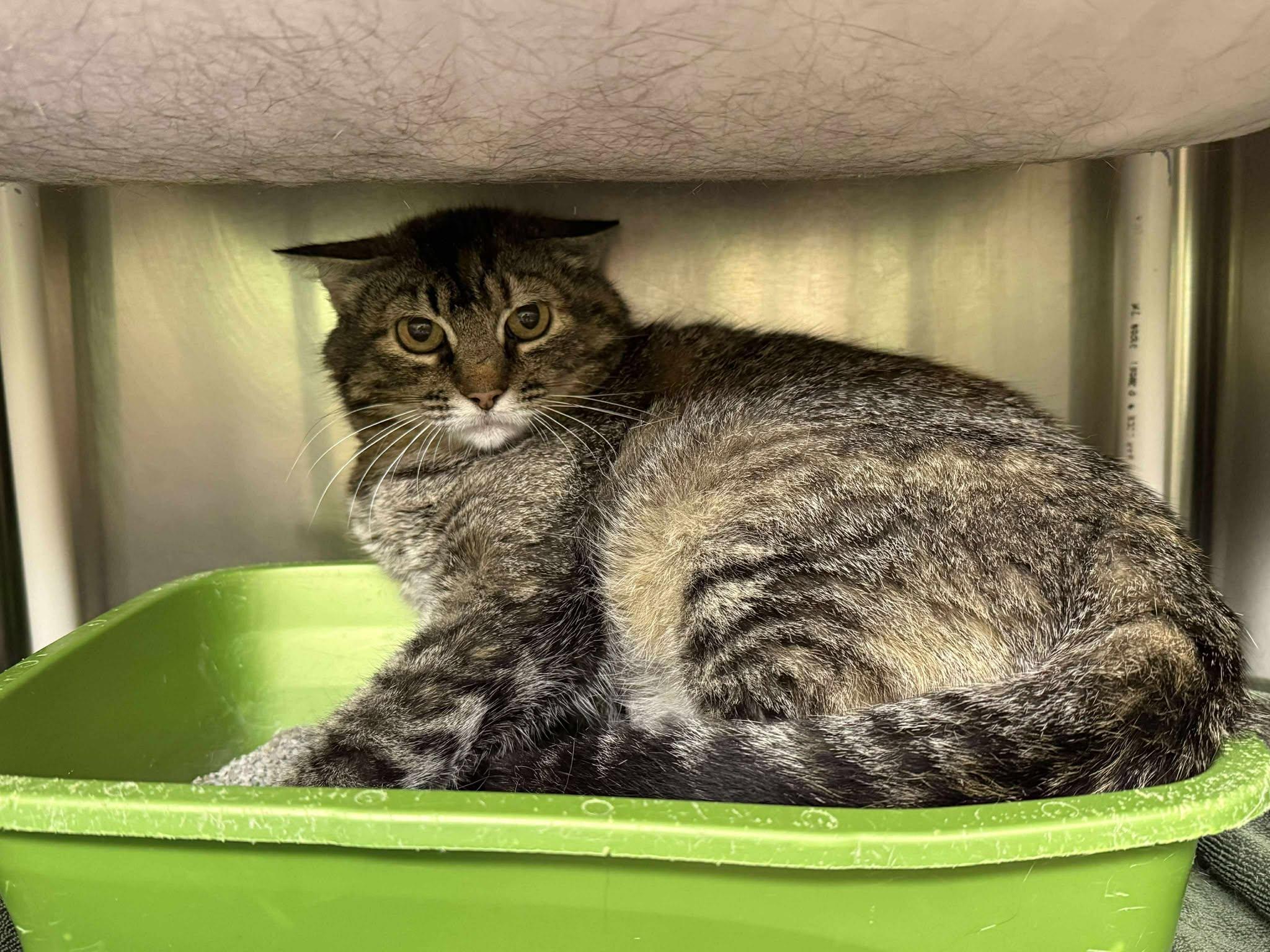 Enlarge Ma'am, a Adoptable mixed breed in Maryville, MO image 2/3