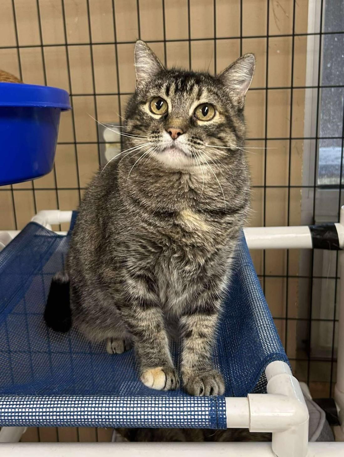 Enlarge Ma'am, a Adoptable mixed breed in Maryville, MO image 1/3