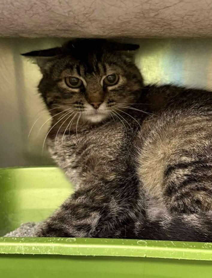 Enlarge Ma'am, a Adoptable mixed breed in Maryville, MO image 3/3