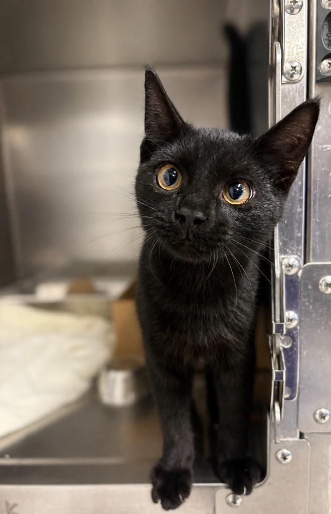 RINGO, Adoptable, Kitten Male Domestic Short Hair.