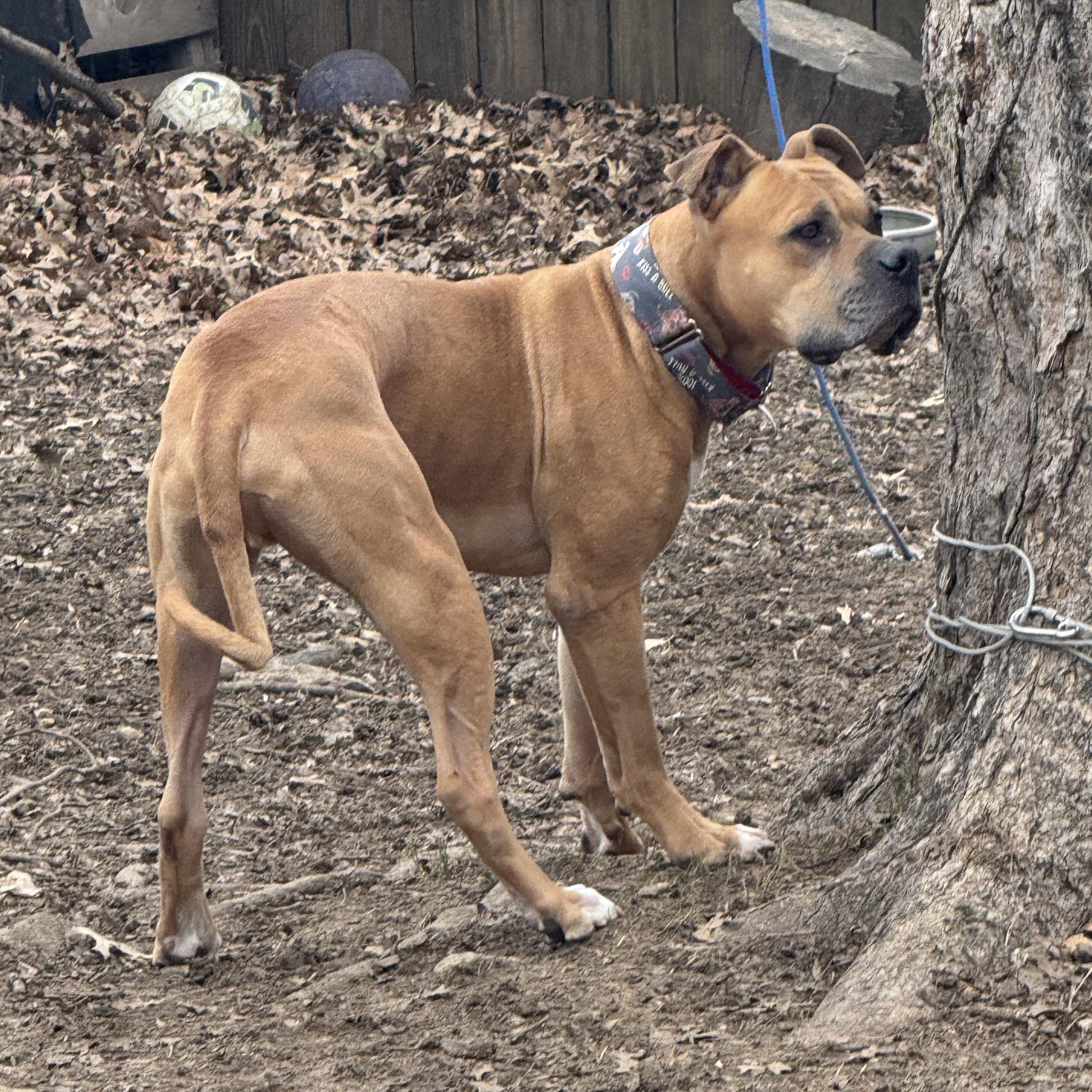 Nas, Adoptable, Adult Male Mastiff & Pit Bull Terrier.