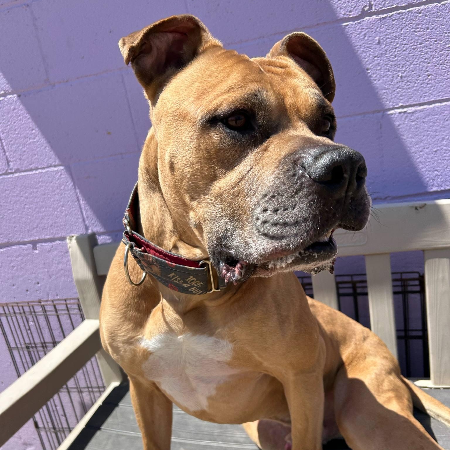 Enlarge Nas, a Adoptable mixed breed in Kansas City, MO image 1/5