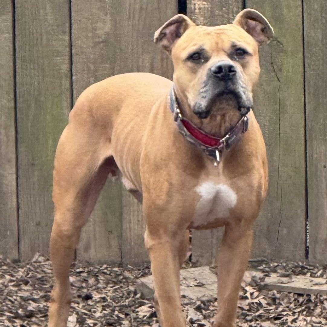 Enlarge Nas, a Adoptable mixed breed in Kansas City, MO image 2/5