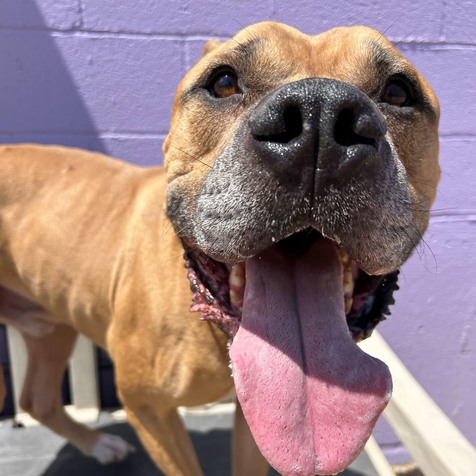 Enlarge Nas, a Adoptable mixed breed in Kansas City, MO image 3/5