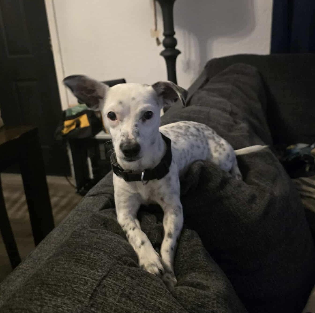 Freckles thumbnail 5