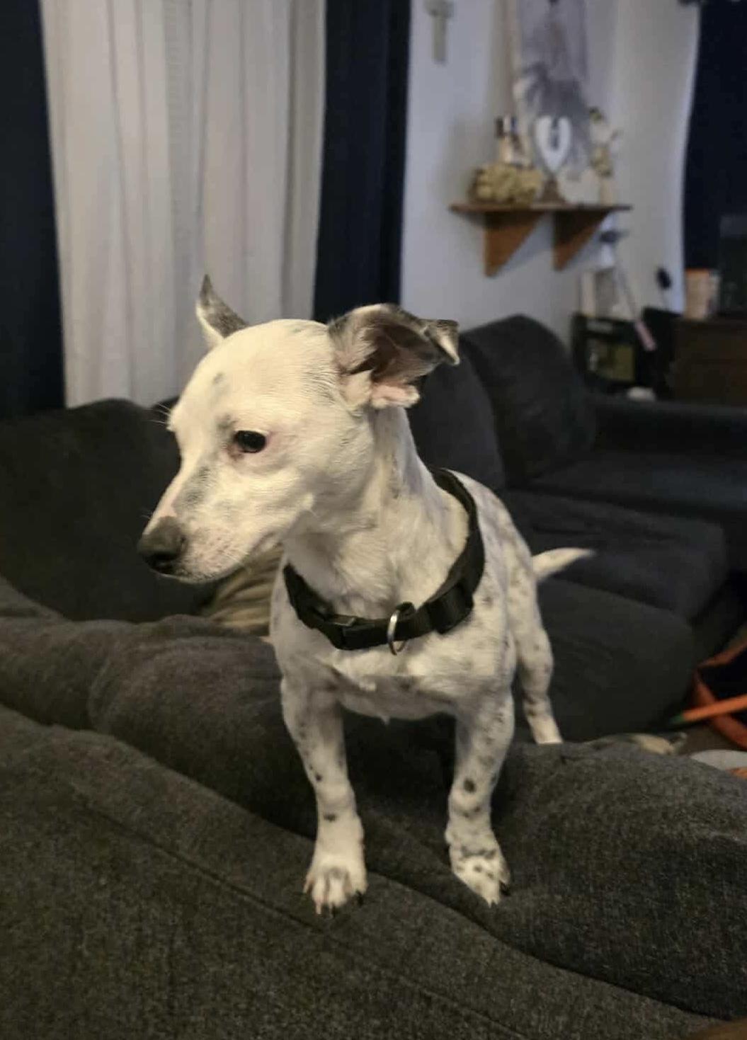 Freckles thumbnail 6