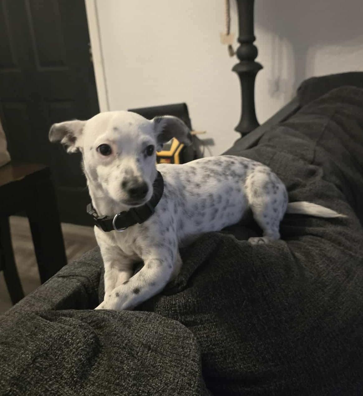 Freckles thumbnail 4