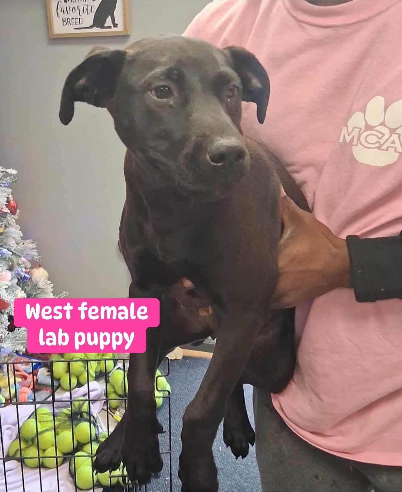 Enlarge West, a ADOPTABLE Black Labrador Retriever in GLEN MILLS, PA image 1/1