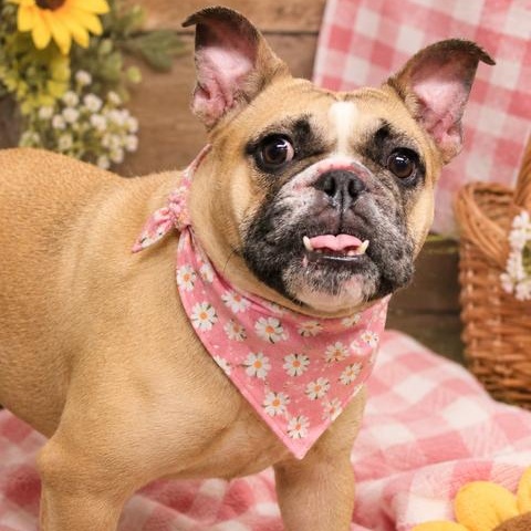 Ren, ADOPTABLE, Adult Female French Bulldog.
