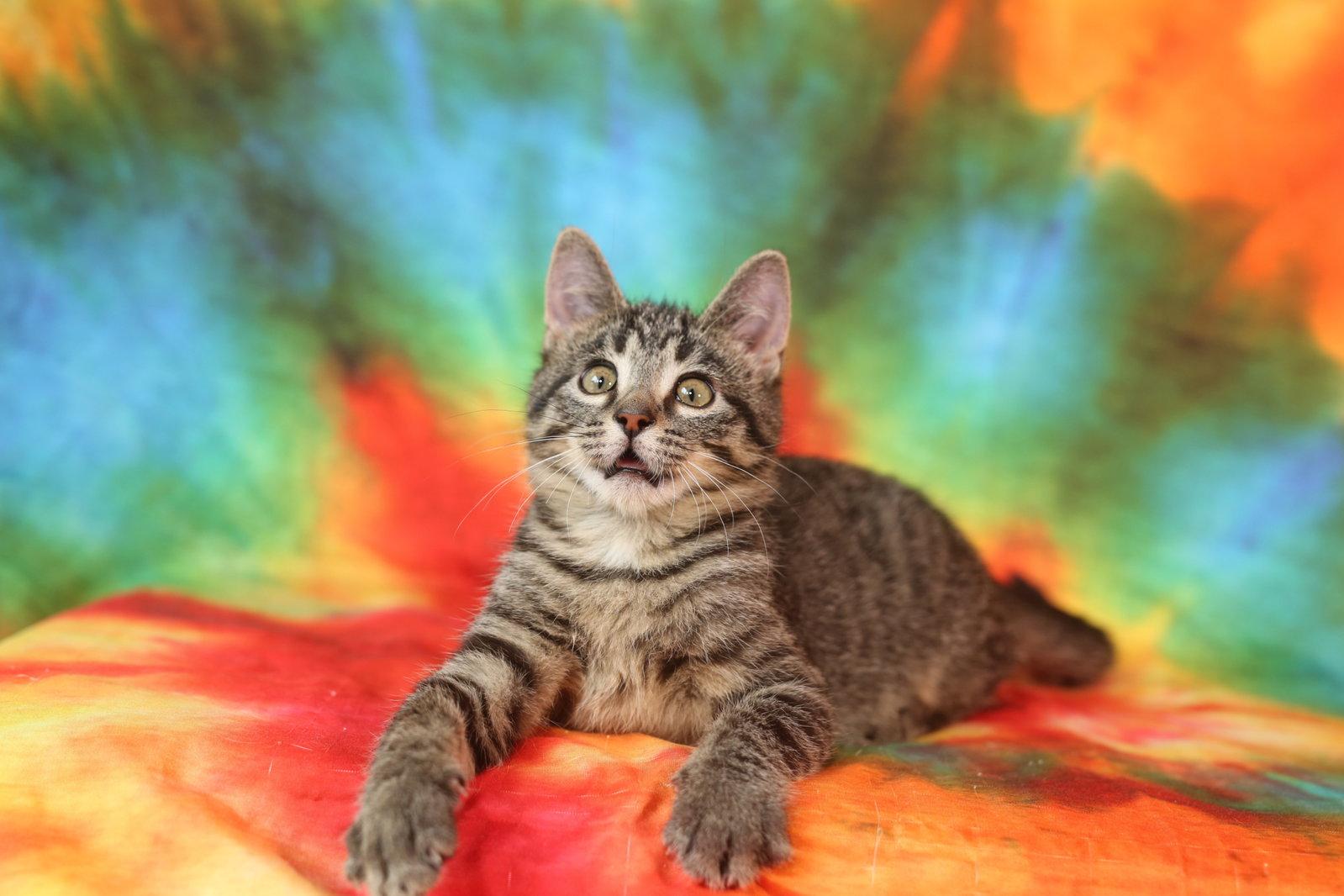 Huxtable & Honeycutt, Adoptable, Young Male Domestic Short Hair.