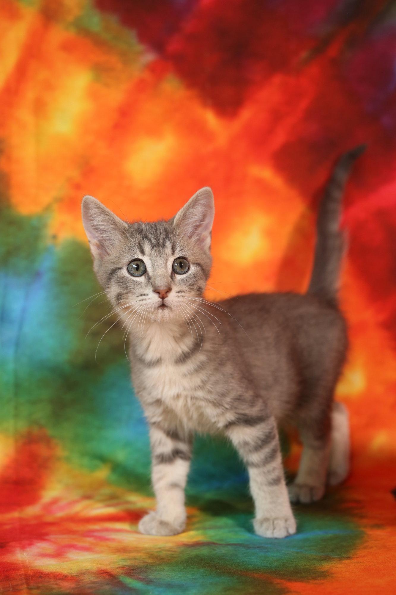Enlarge Huxtable & Honeycutt, a Adoptable Domestic Short Hair in New Prague, MN image 2/2