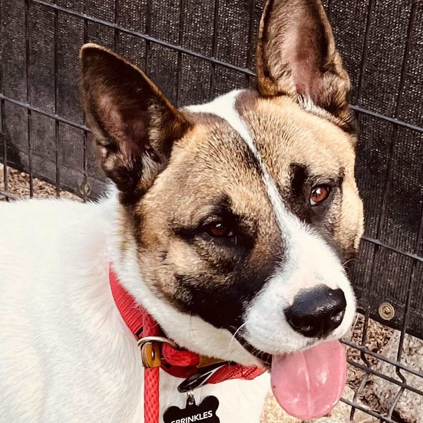 Enlarge Sprinkles, a Adopted mixed breed in Queen Creek, AZ image 1/6