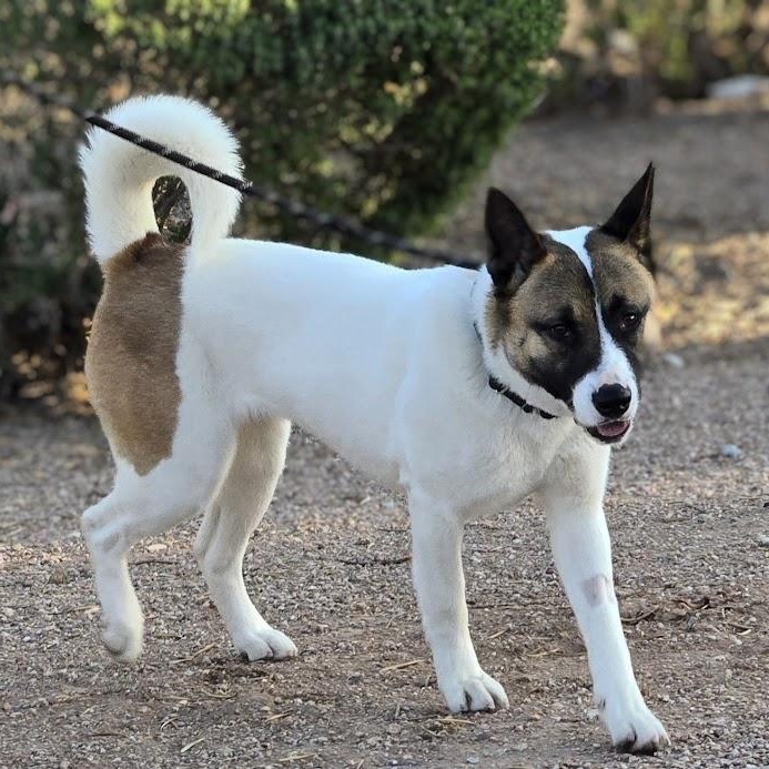 Enlarge Sprinkles, a Adopted mixed breed in Queen Creek, AZ image 5/6