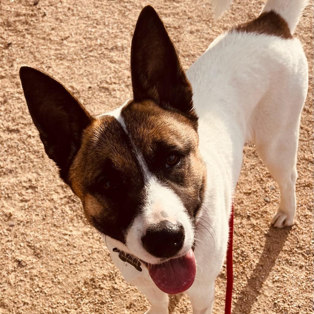 Enlarge Sprinkles, a Adopted mixed breed in Queen Creek, AZ image 4/6