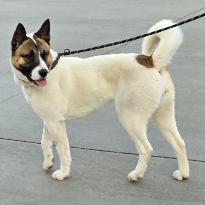 Enlarge Sprinkles, a Adopted mixed breed in Queen Creek, AZ image 6/6