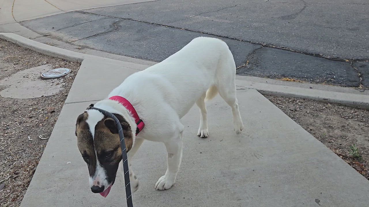 Enlarge Sprinkles, a Adopted mixed breed in Queen Creek, AZ video 3/6