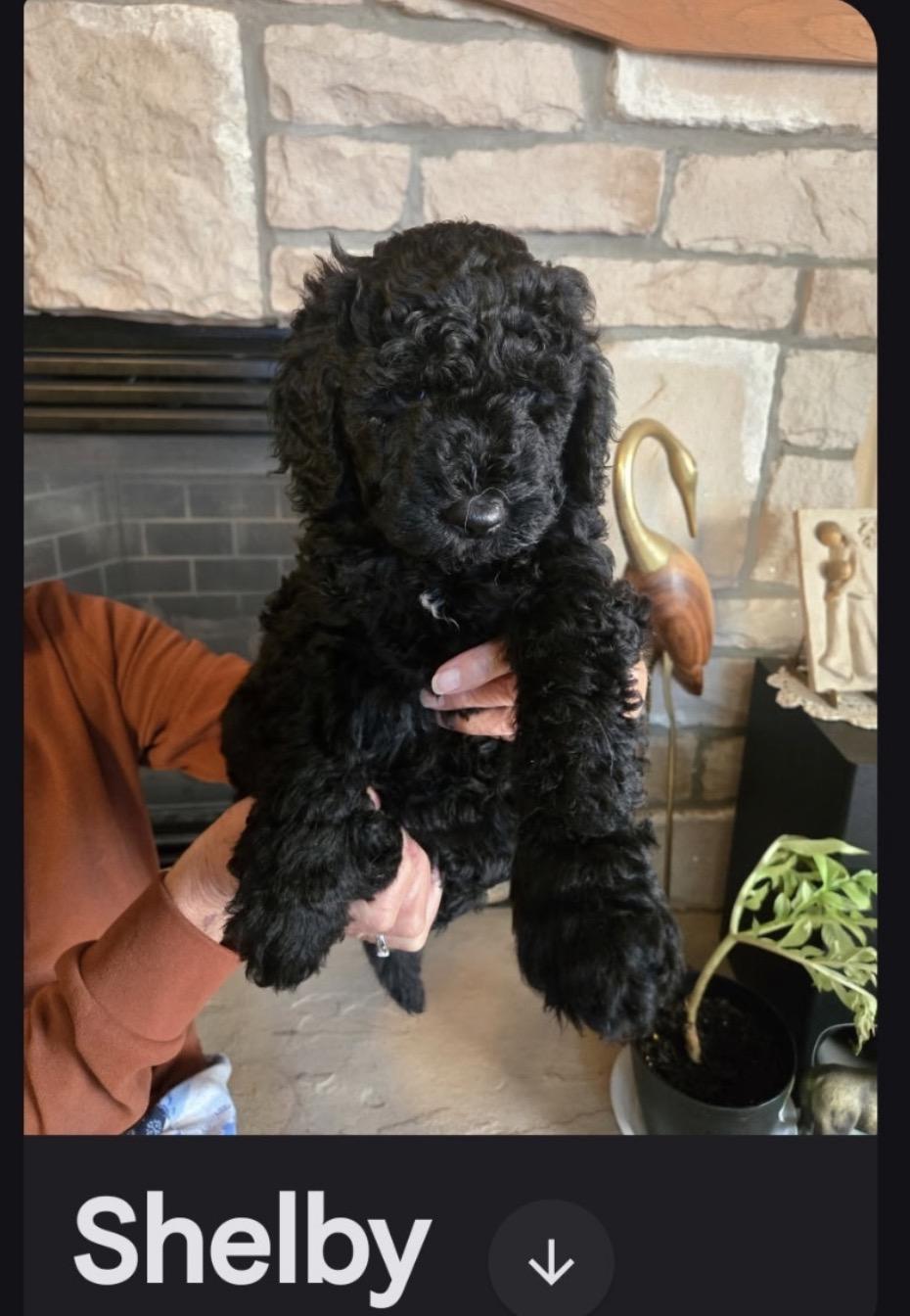 Shelby, Adopted, Puppy Female Goldendoodle.