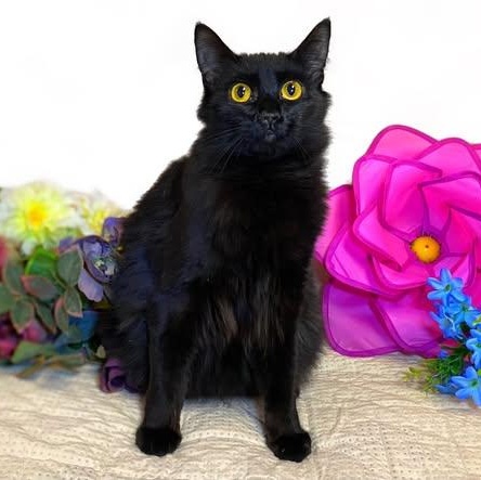 Enlarge CAMELIA, a Adoptable Domestic Medium Hair in Graham, WA image 1/4