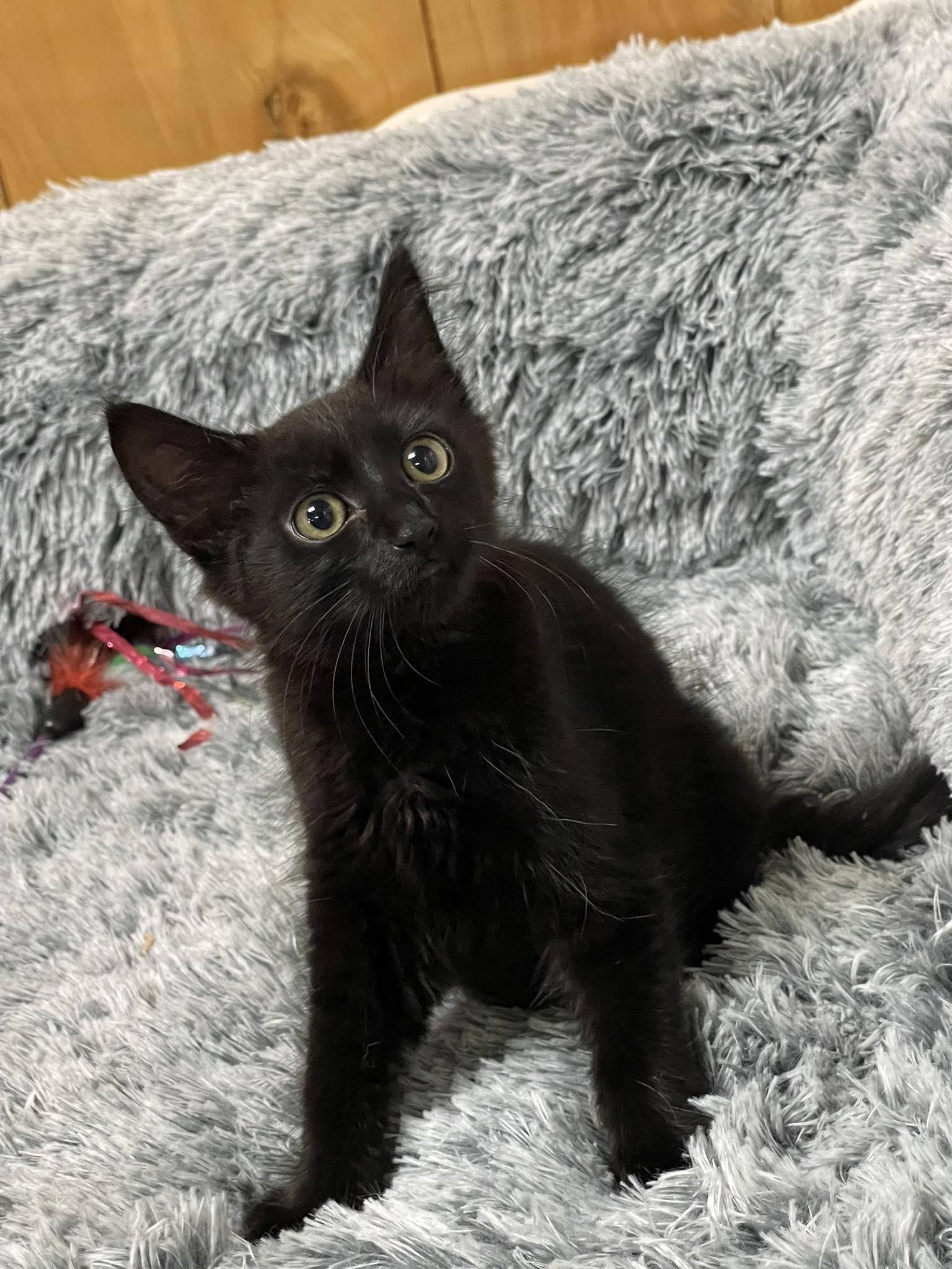 CAMELIA, Adoptable, Kitten Female Domestic Medium Hair.