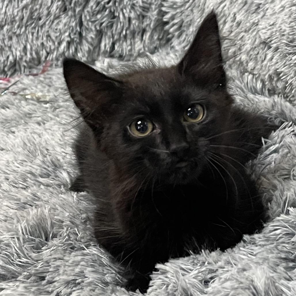 CAMELIA, Adoptable, Young Female Domestic Medium Hair.