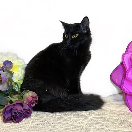 Enlarge CAMELIA, a Adoptable Domestic Medium Hair in Graham, WA image 4/4