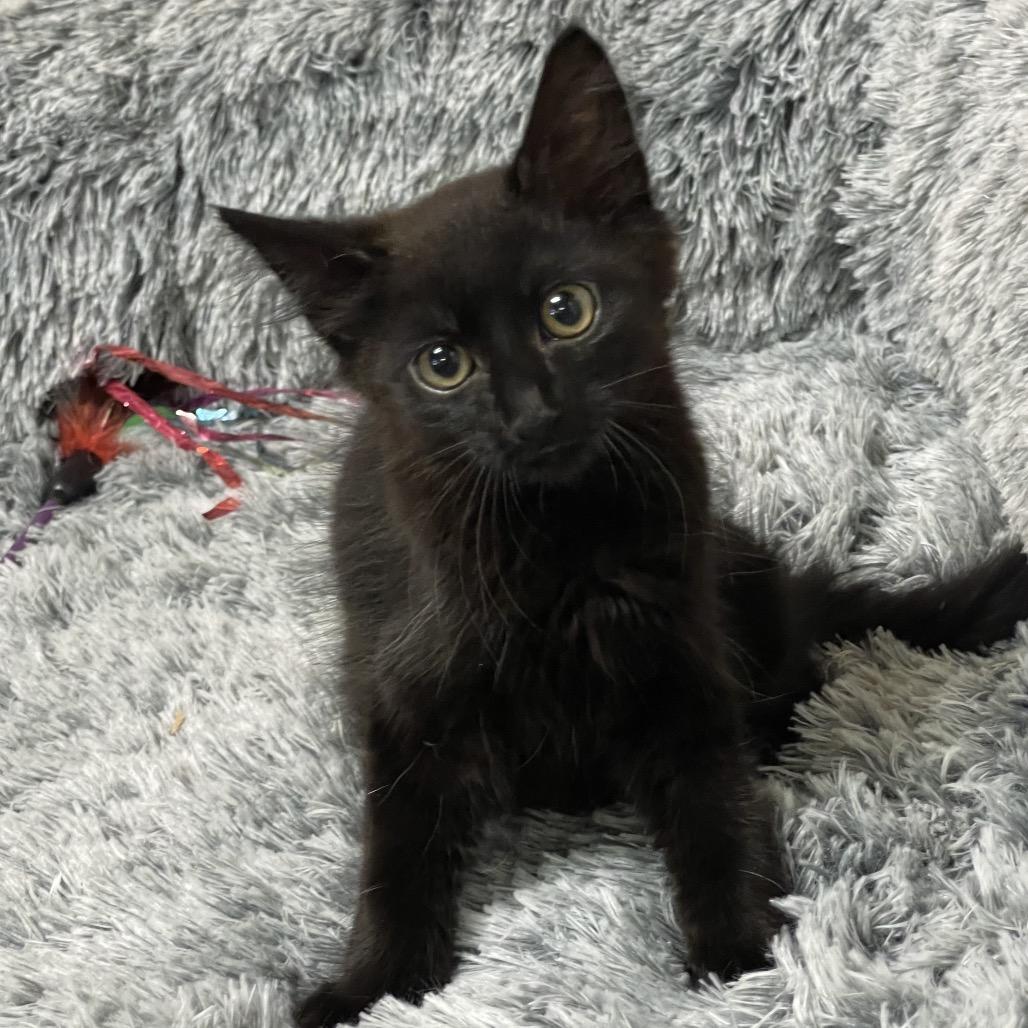 CAMELIA, a Adoptable Domestic Medium Hair in Graham, WA image 3/3