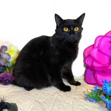 Enlarge CAMELIA, a Adoptable Domestic Medium Hair in Graham, WA image 3/4