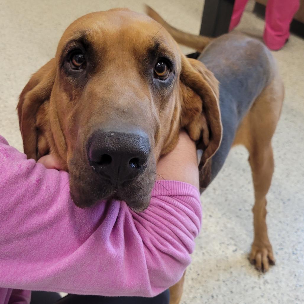 Enlarge Francine, a Adoptable Bloodhound in Nashville, IN image 1/2