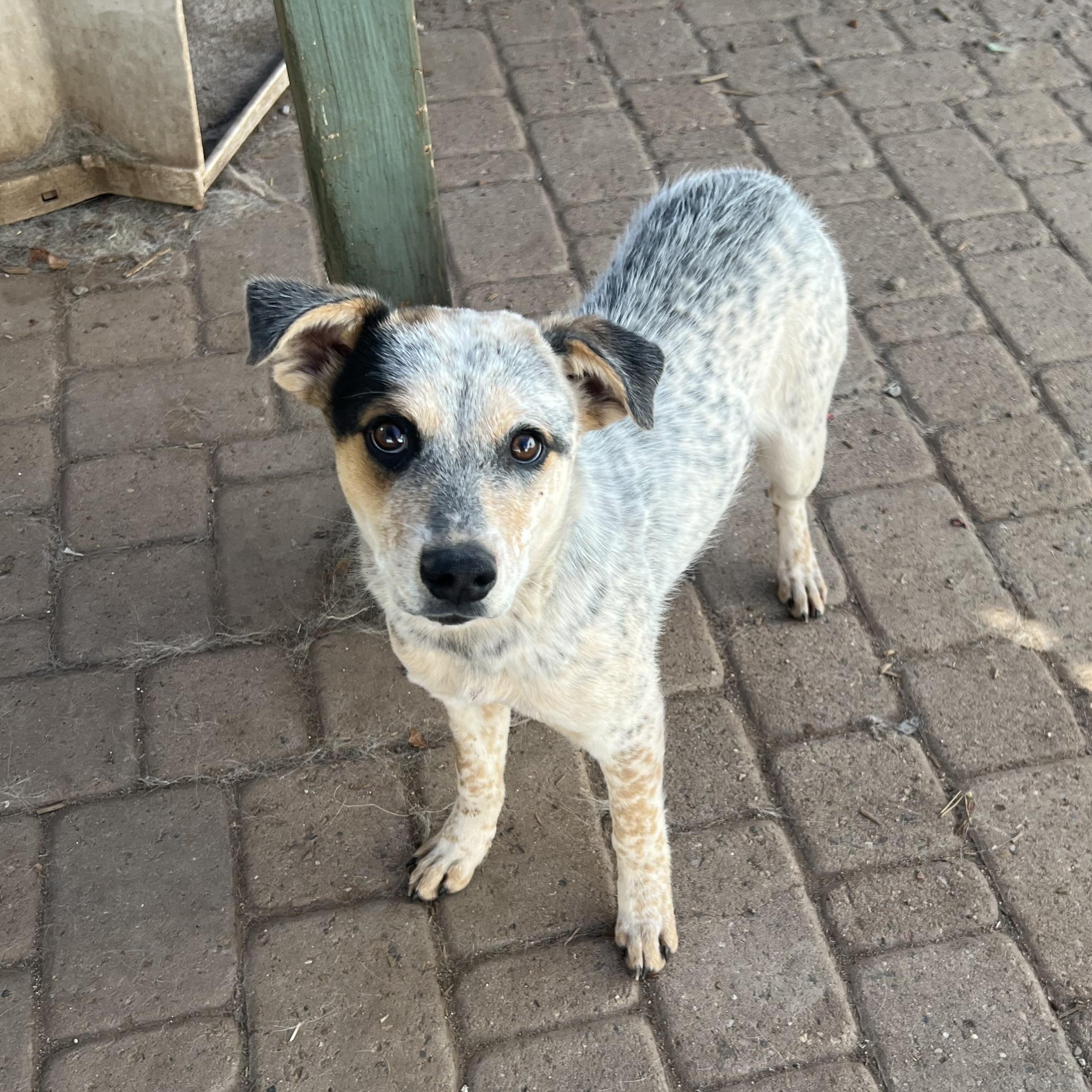 Enlarge Star, a ADOPTABLE mixed breed in Flagstaff, AZ image 1/3