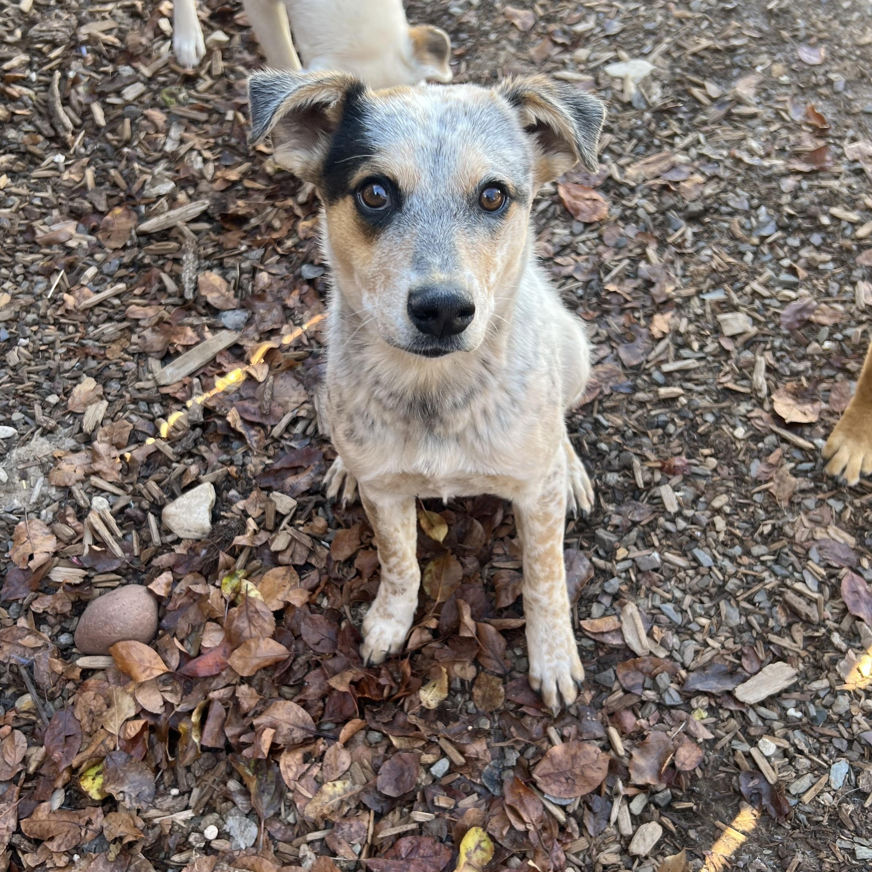 Enlarge Star, a ADOPTABLE mixed breed in Flagstaff, AZ image 2/3