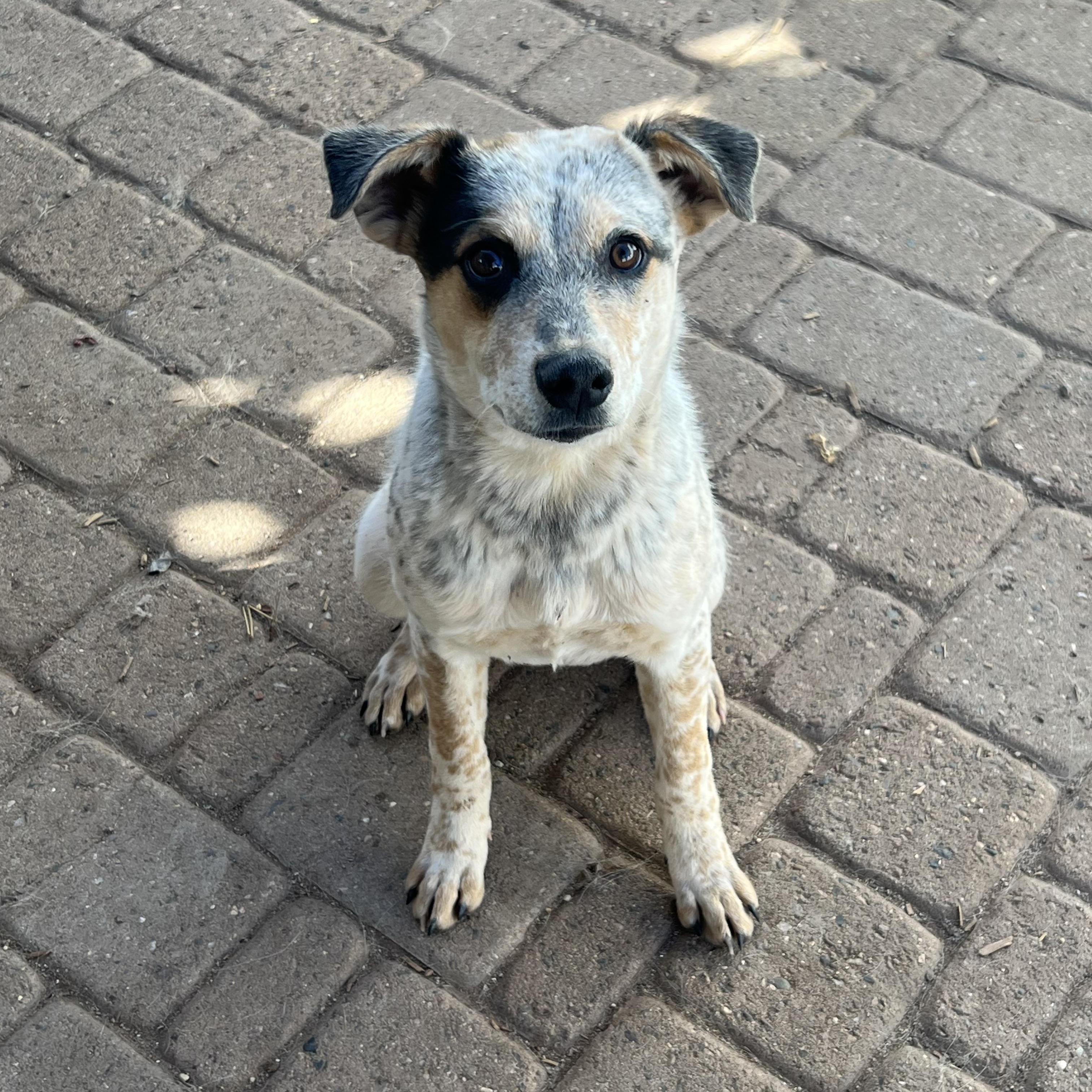 Enlarge Star, a ADOPTABLE mixed breed in Flagstaff, AZ image 3/3