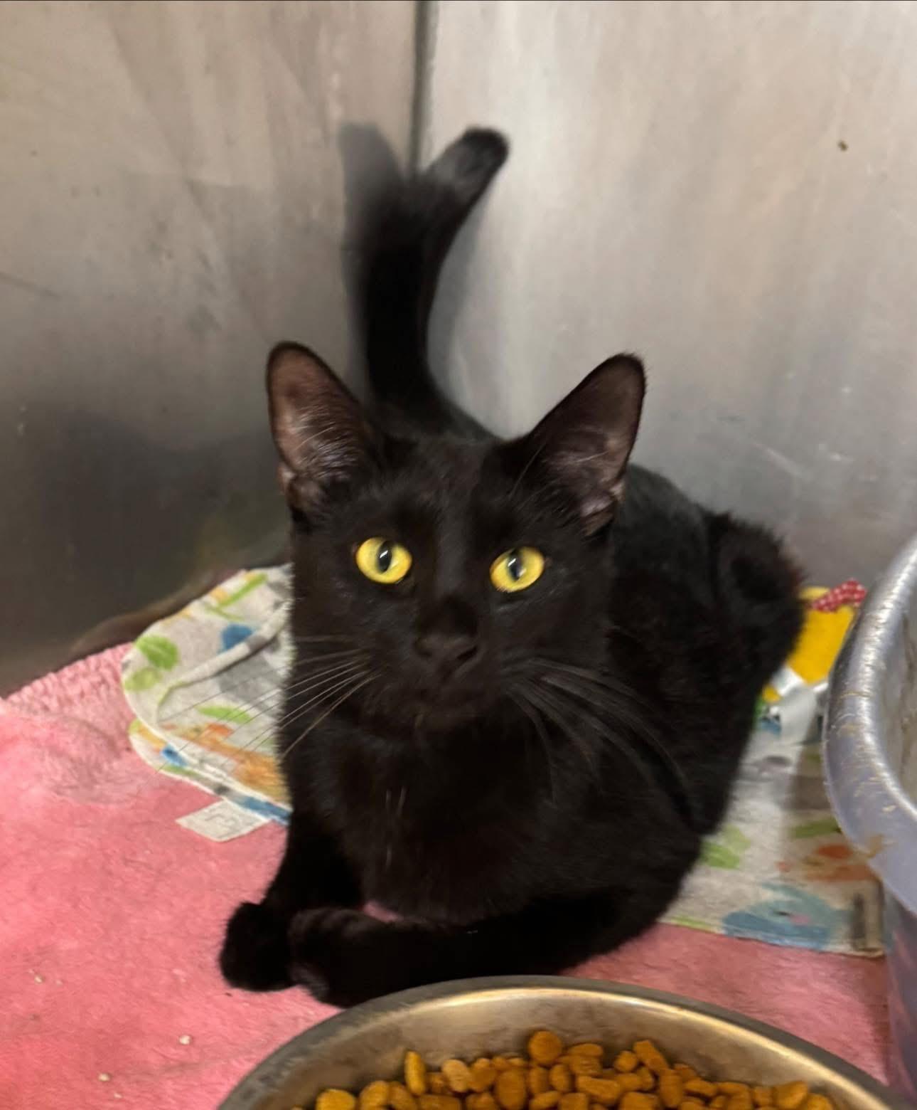 Enlarge Elvira , an adopted Domestic Short Hair in Ludington, MI image 2/2