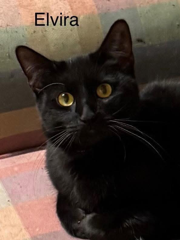 Enlarge Elvira , an adopted Domestic Short Hair in Ludington, MI image 1/2