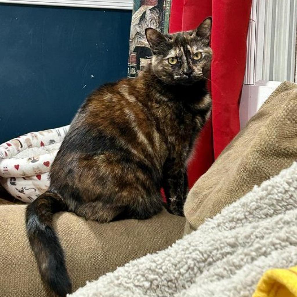 Spaghetti, Adoptable, Adult Female Domestic Short Hair.