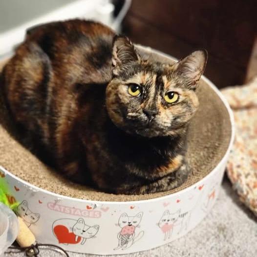 Enlarge Spaghetti, a Adoptable Domestic Short Hair in Pocono Summit, PA image 2/6