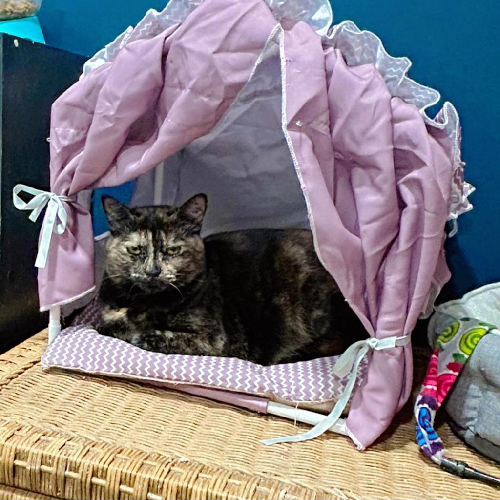 Enlarge Spaghetti, a Adoptable Domestic Short Hair in Pocono Summit, PA image 3/6