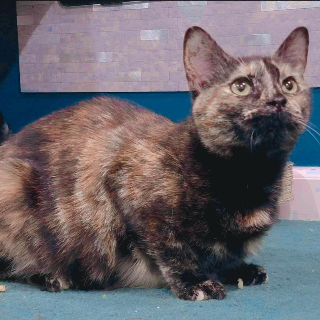 Enlarge Spaghetti, a Adoptable Domestic Short Hair in Pocono Summit, PA image 4/6