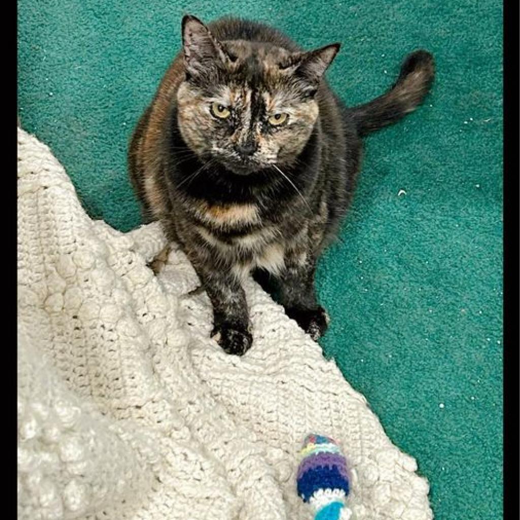 Enlarge Spaghetti, a Adoptable Domestic Short Hair in Pocono Summit, PA image 5/6