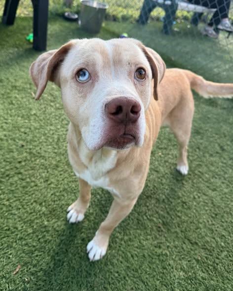 SOBAKA, a Adoptable Mixed Breed in Columbia, SC image 2/2