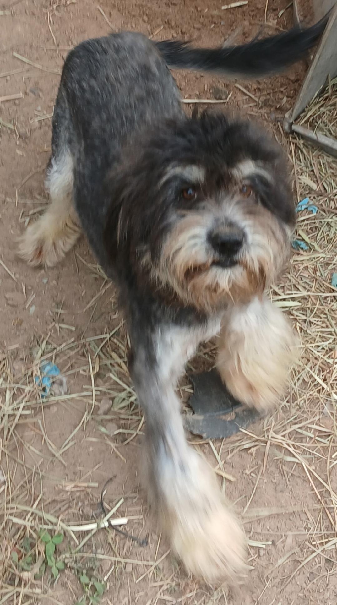 Brownlee, a Adoptable mixed breed in Mena, AR image 1/2