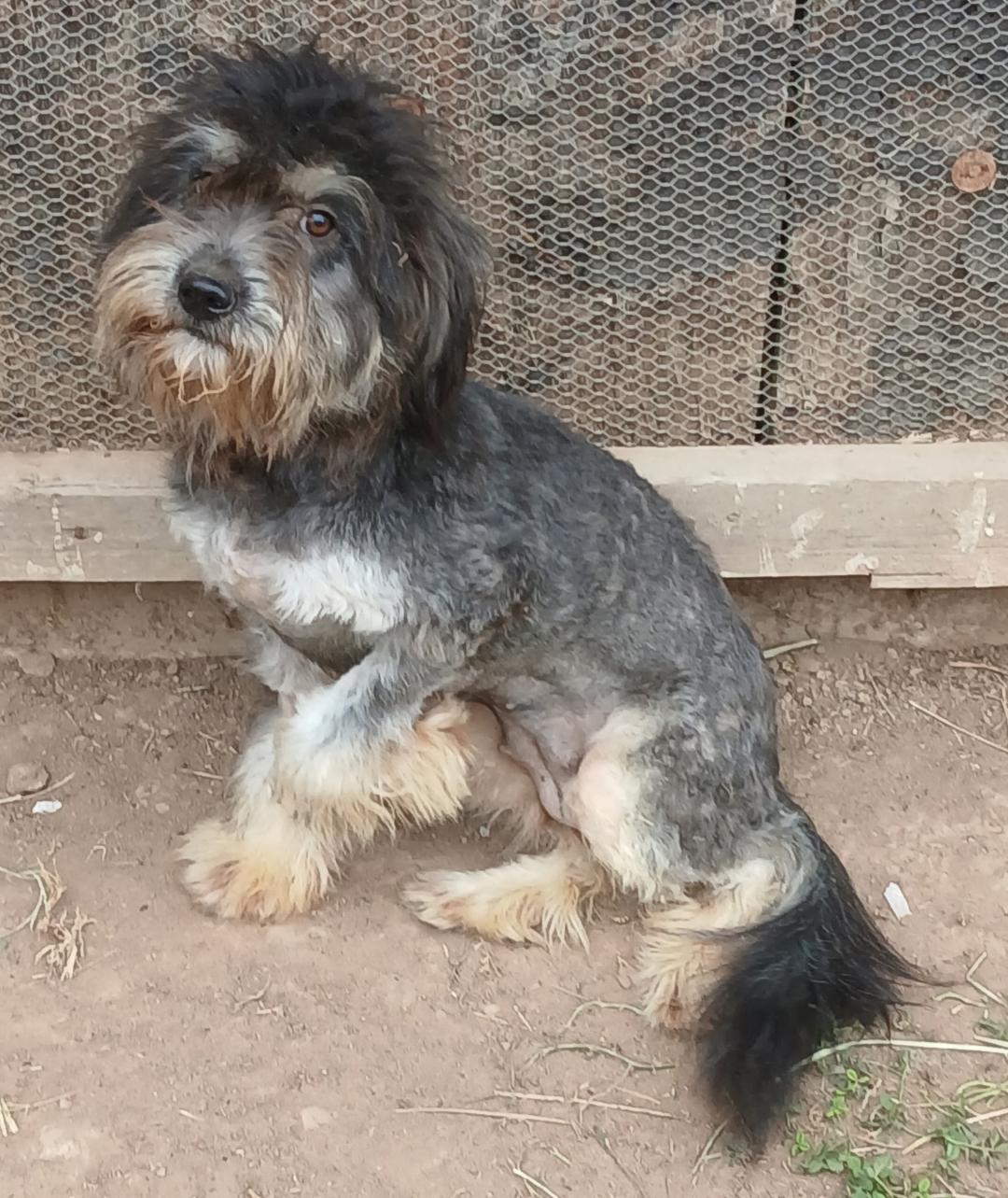 Brownlee, a Adoptable mixed breed in Mena, AR image 2/2