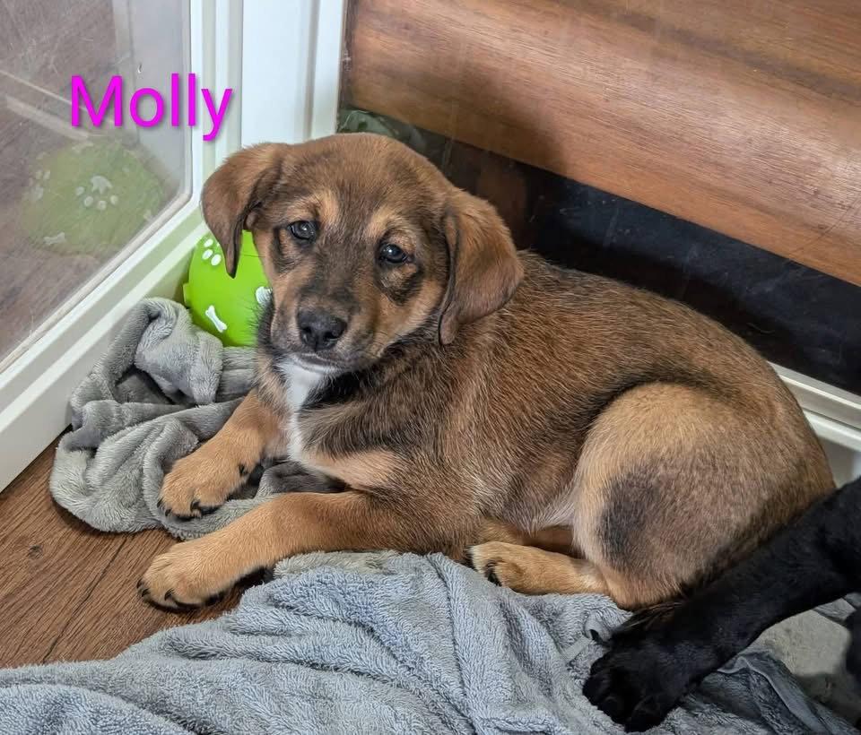 Molly, Adopted, Puppy Female Jack Russell Terrier & Standard Poodle.