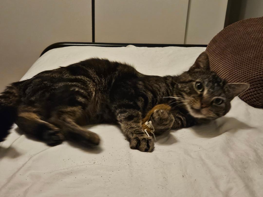 Spencer, a ADOPTABLE Tabby in Bear, DE image 4/4