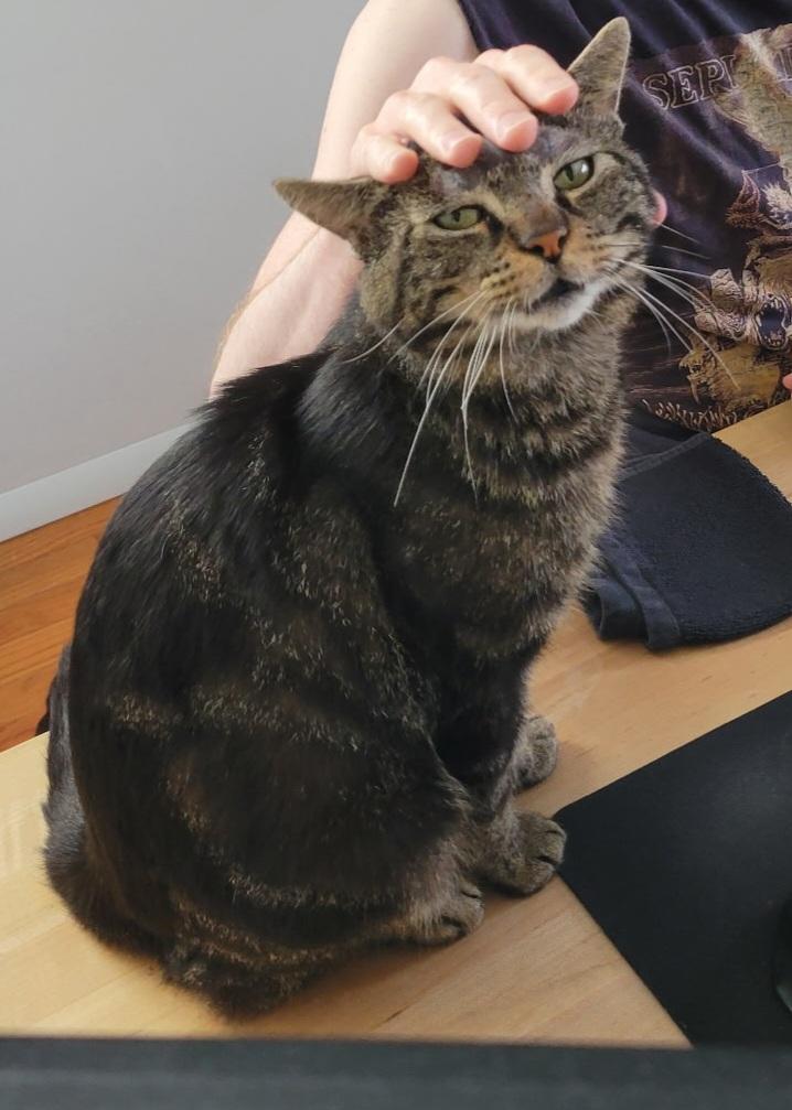 Enlarge Spencer, a ADOPTABLE Tabby in Bear, DE image 2/2