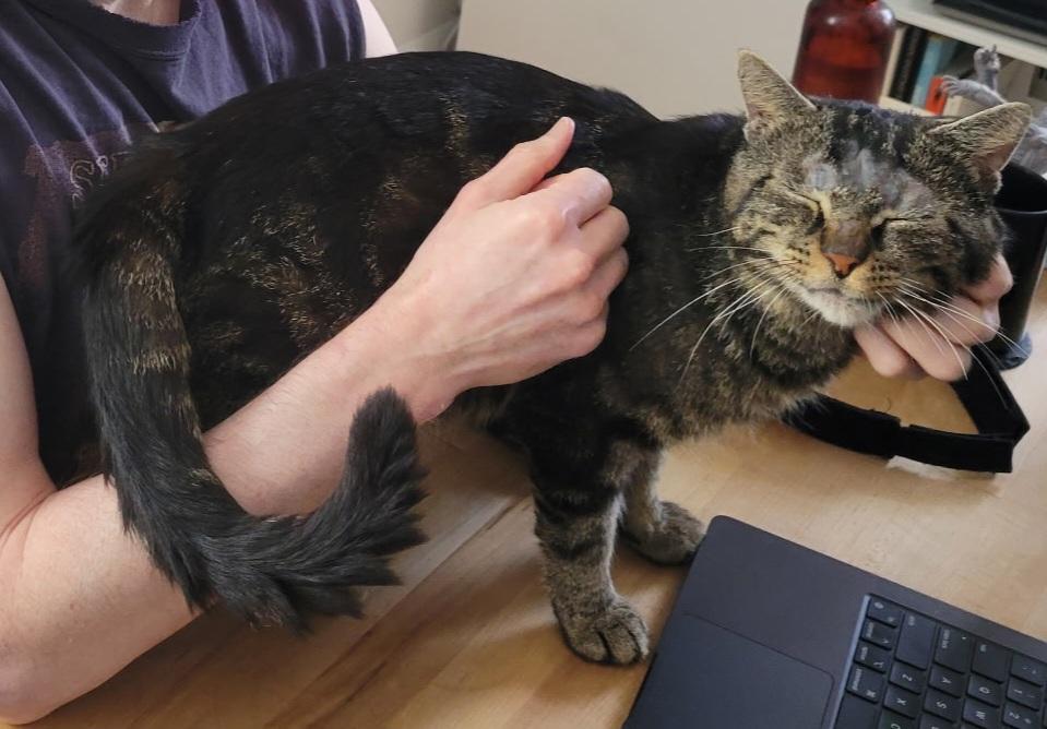 Spencer, ADOPTABLE, Adult Male Tabby.