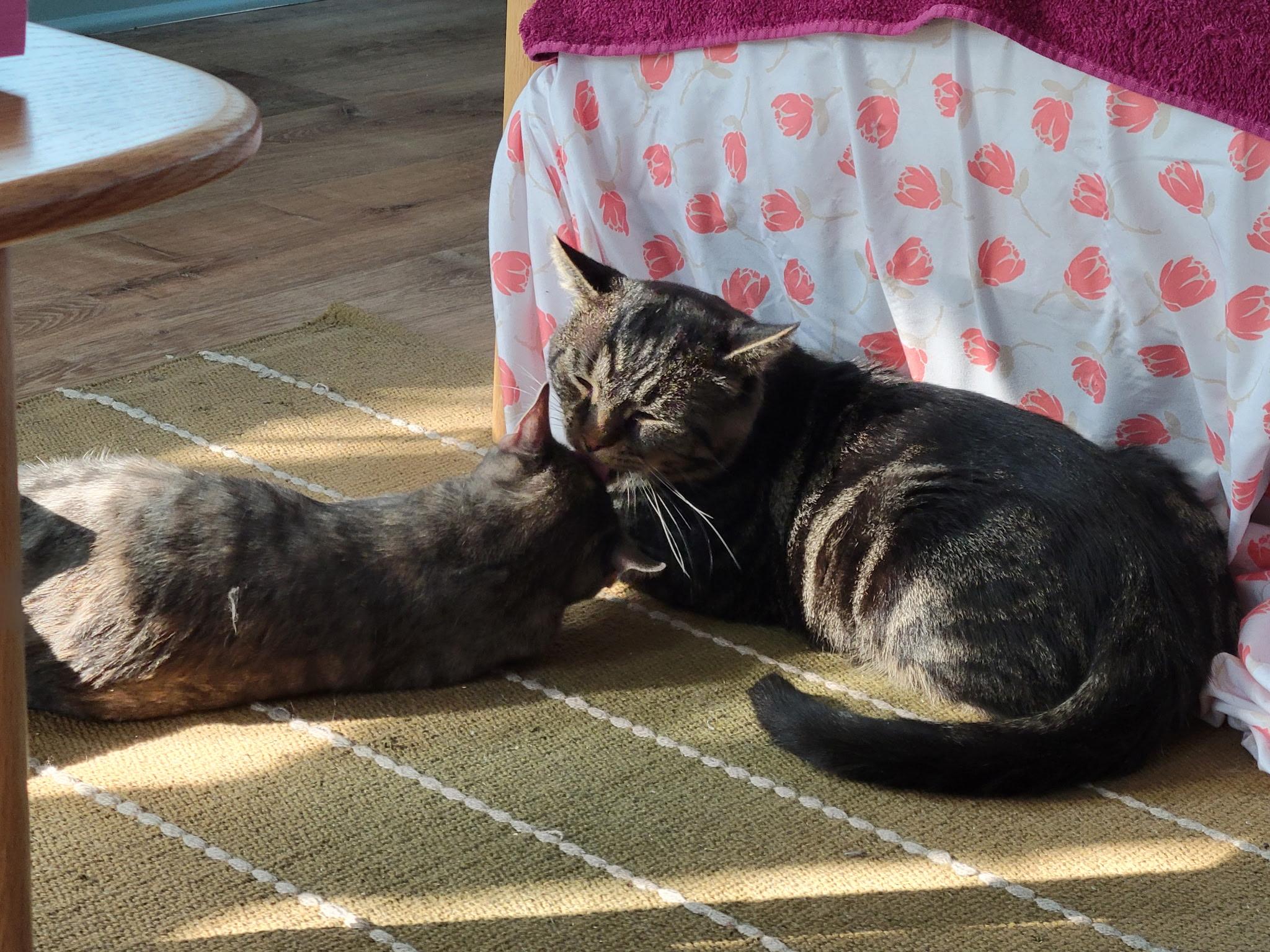 Enlarge Spencer, a ADOPTABLE Tabby in Bear, DE image 5/5