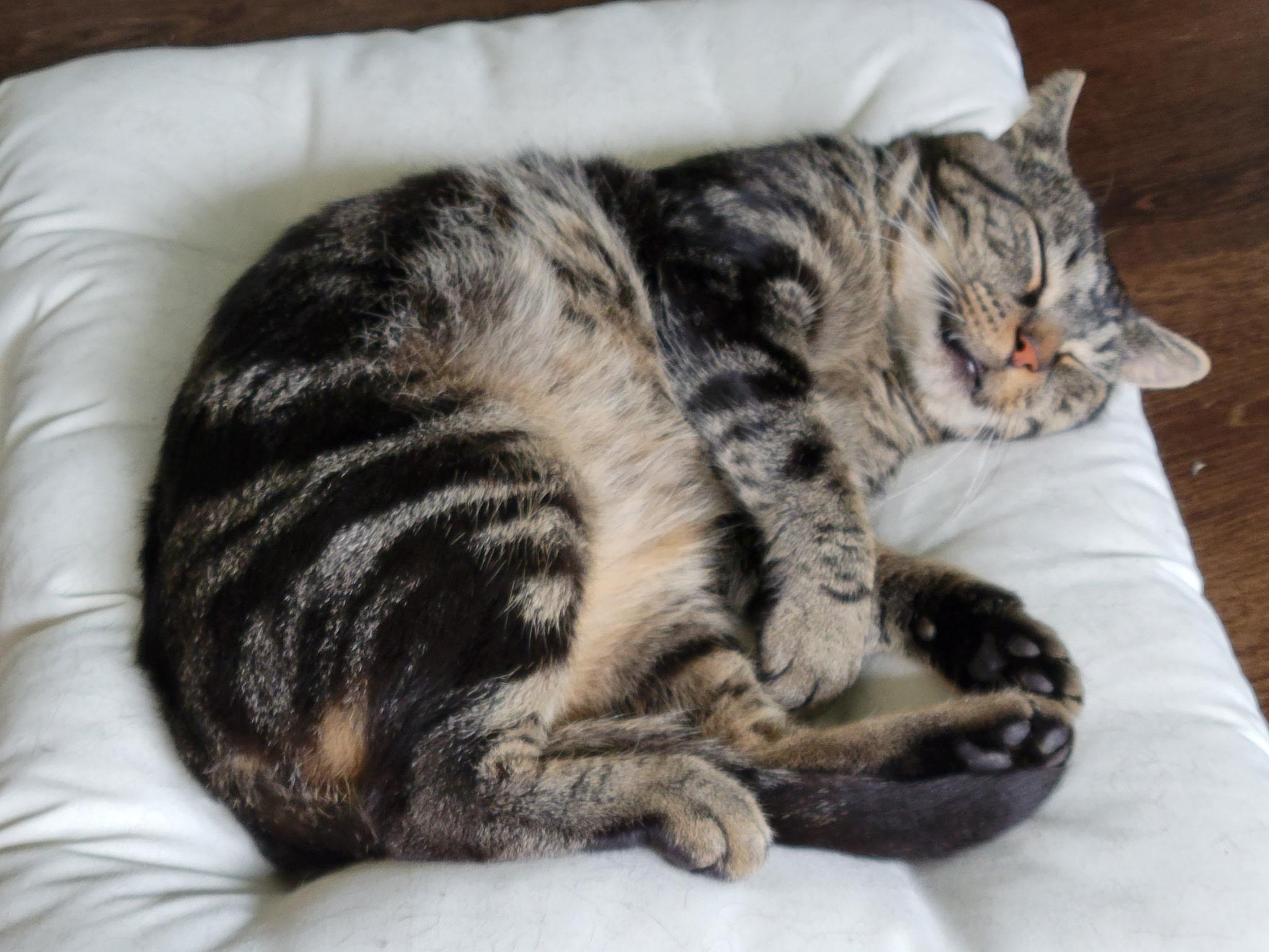 Spencer, ADOPTABLE, Adult Male Tabby.