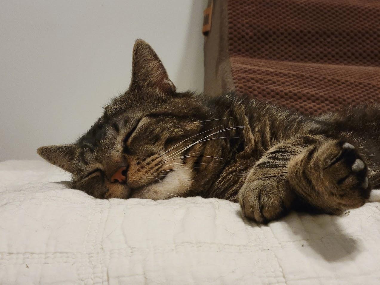 Spencer, a ADOPTABLE Tabby in Bear, DE image 1/4